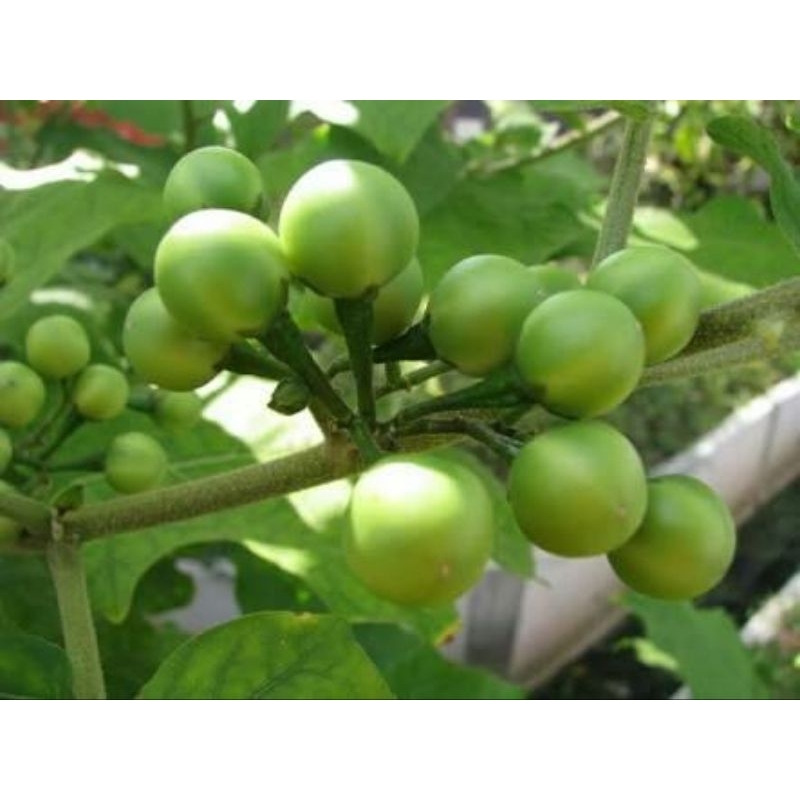 Jual Rimbang Tekokak Segar 250 gram | Shopee Indonesia
