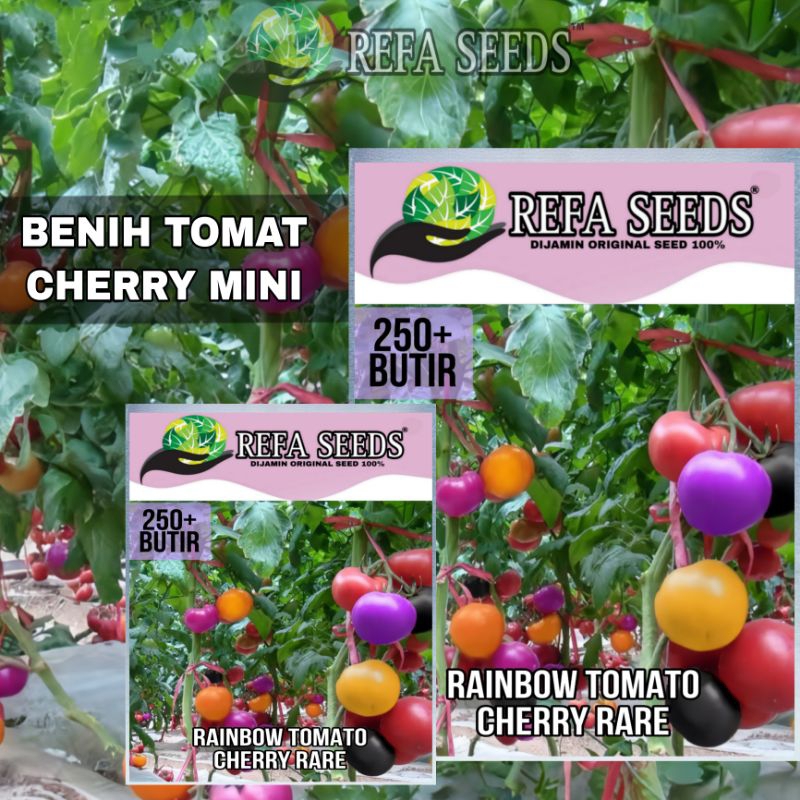 Jual Pak Butir Benih Tomat Cherry Pelangi Original Kemasan Refa Seeds Benih Tomat