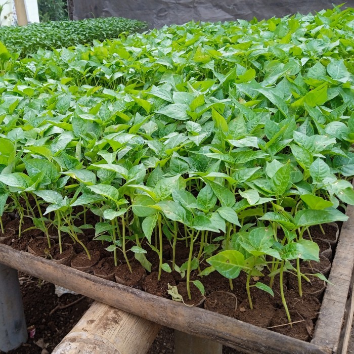 Jual bibit lombok merah besar tanaman sayur super cabai cabe pedas ...