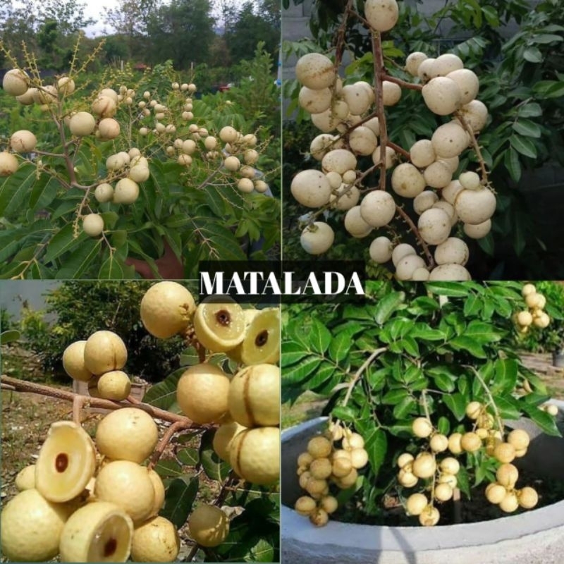 Jual Bibit Kelengkeng Matalada BATANG BESAR | Shopee Indonesia