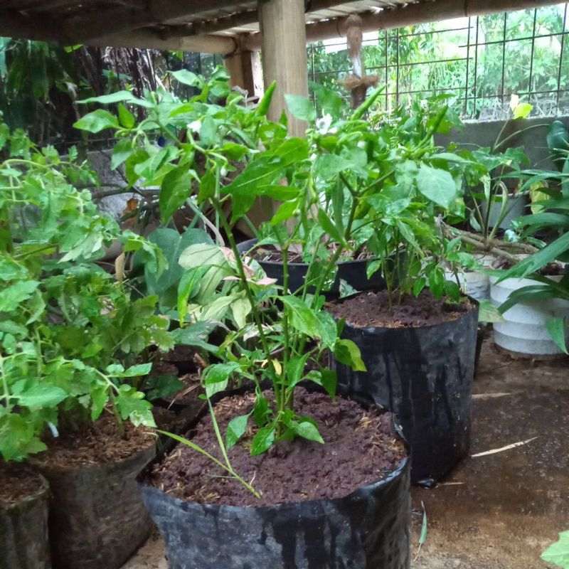 Jual Tanaman Cabe Rawit Polybek Besar | Shopee Indonesia