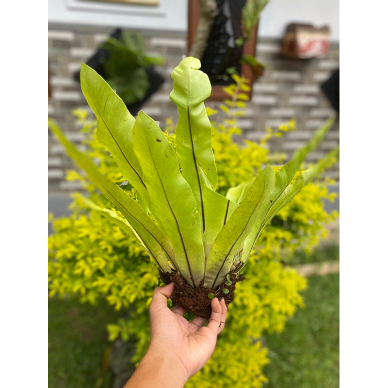 Jual Simbar Pakis Kadaka / Asplenium Scolopendrium (lokal bali ...