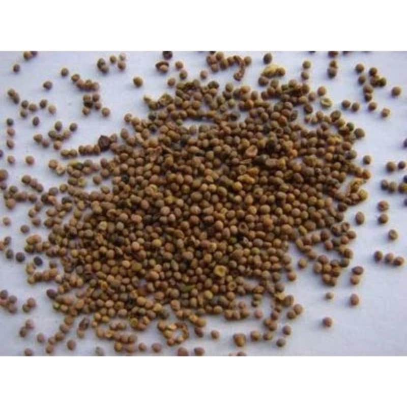 Jual 1 KG 1KG 1000 G GR GRAM TU SI ZI CUSCUTA SEED DODDER SEEDS ...