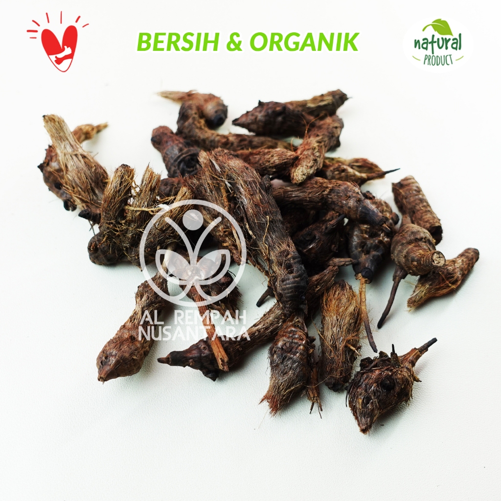 Jual Umbi Suket Teki Kering 500gr Rumput Teki / Umbi Manggata Liar ...