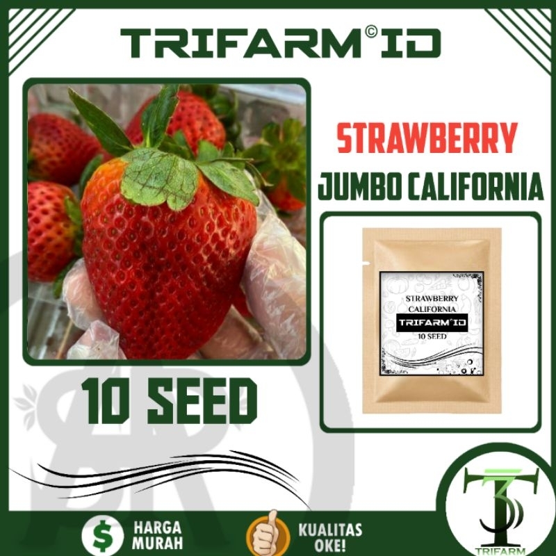 Jual TRIFARM 10 Biji Benih Bibit Strawberry Jumbo California Kemasan ...