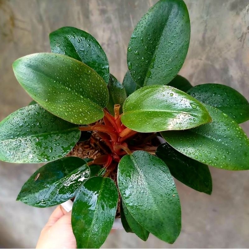 Jual Philodendron Carnival Philo Anakan Tanaman Pilodendron Tanaman Hias  Murah Tanaman Hias Indoor Tanaman Hidup | Shopee Indonesia