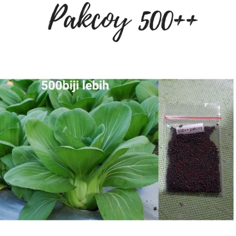Jual 500++ benih pakoy unggul , bibit pakcoy sendok, benih sayuran ...
