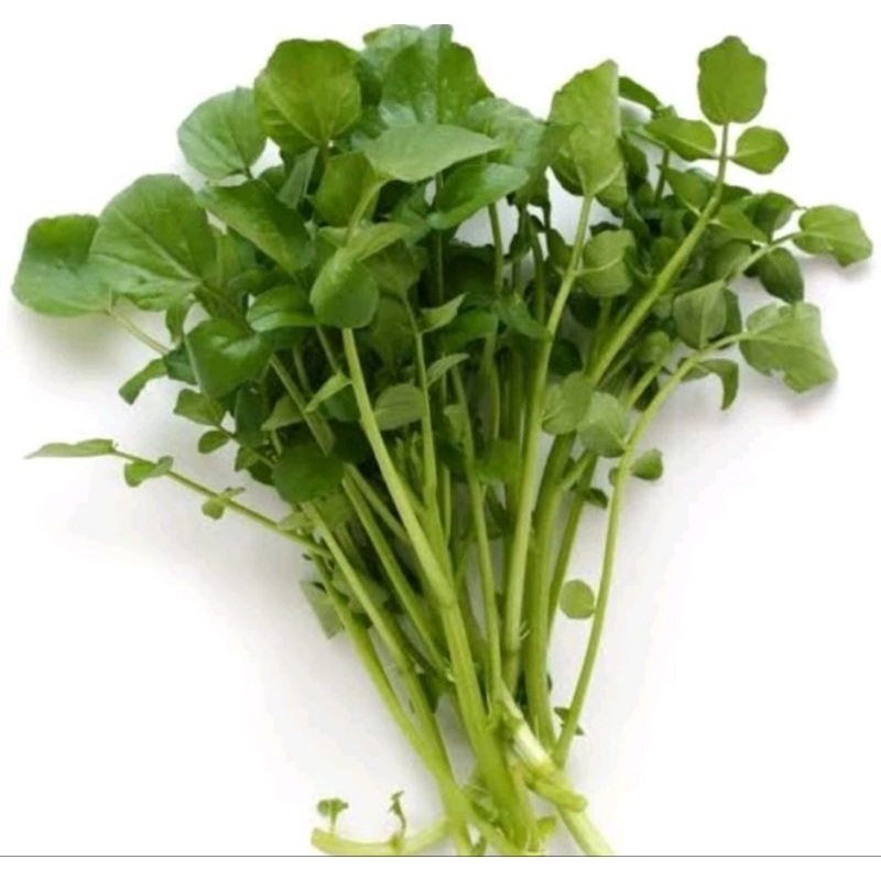 Jual SAYUR SELADA AIR 1 IKAT BESAR / Slada Air / Jamin Segar | Shopee ...