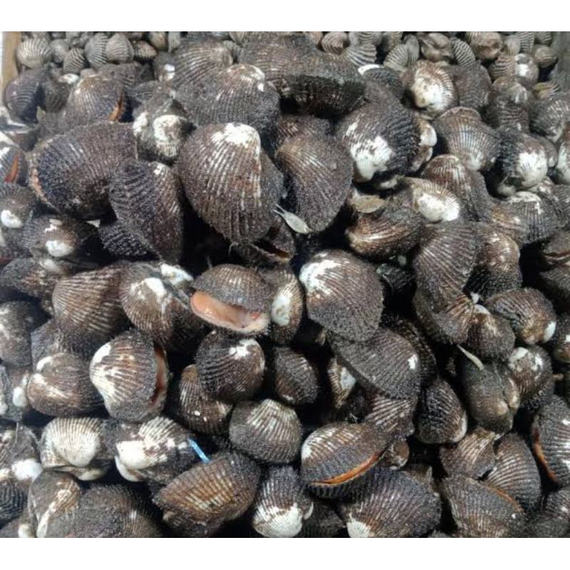 Jual Kerang Bulu Segar 1 kg (Seafood Segar) | Shopee Indonesia