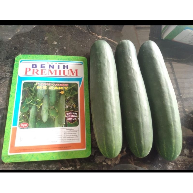 Jual Benih Timun BESAR LURUS Hibrida F1 KE ZAKY 20 gram (-+ 880 biji ...