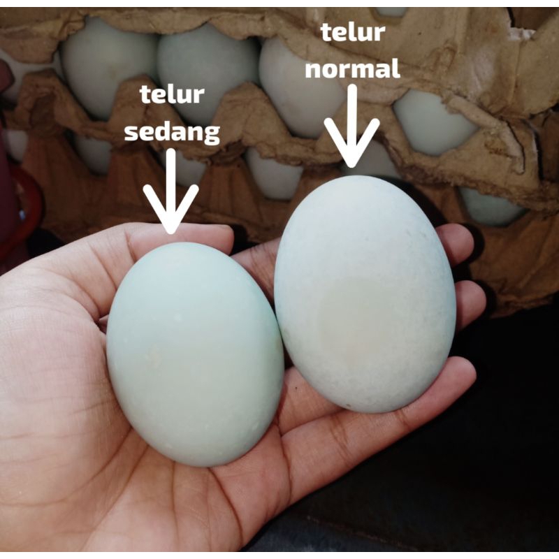 Jual Telur Asin Masir Ukuran Sedang Khas Brebes Tegal Telor Asin Shopee Indonesia