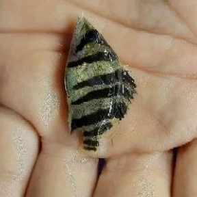 Jual Datz Tiger Fish Asli Borneo varian 4 bar dan mix bar | Shopee ...