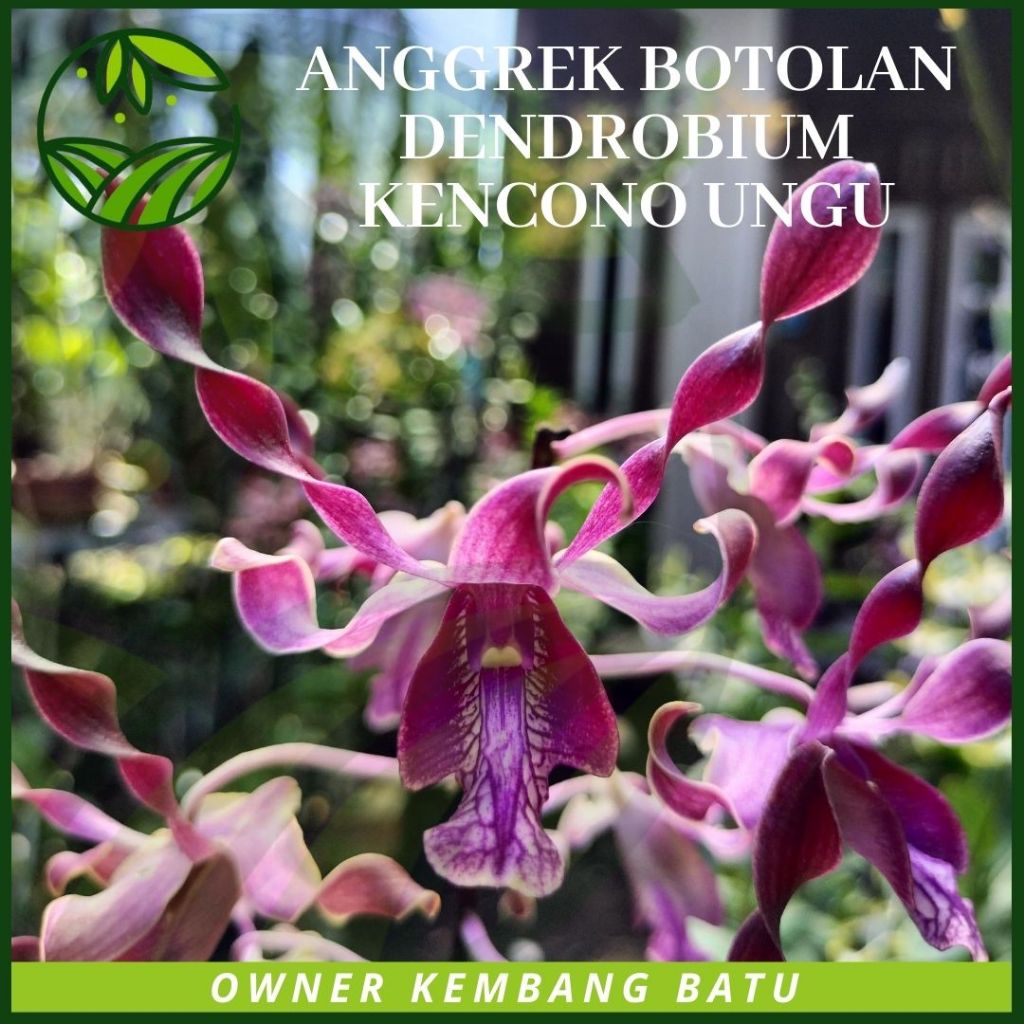 Jual Bibit Anggrek Botolan Dendrobium Melintir KENCONO UNGU Koleksi ...