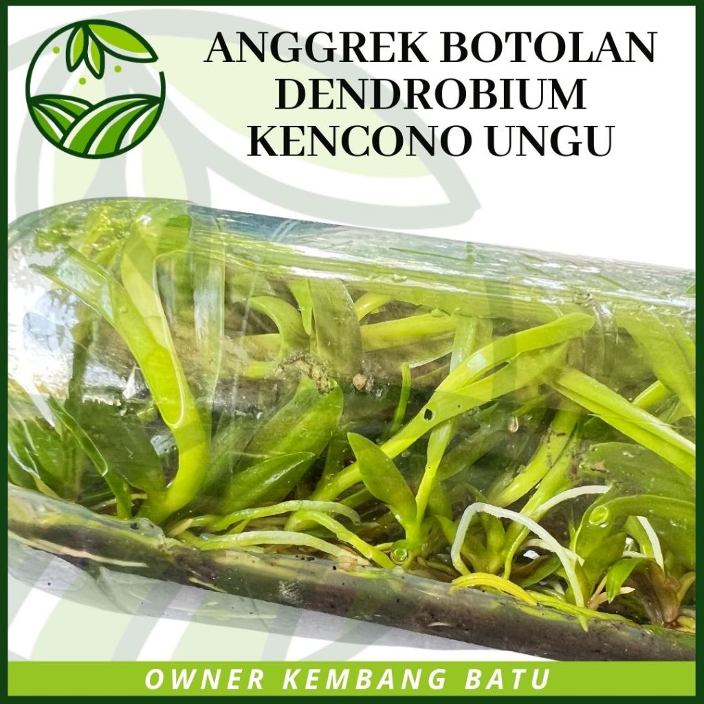 Jual Bibit Anggrek Botolan Dendrobium Melintir KENCONO UNGU Koleksi ...
