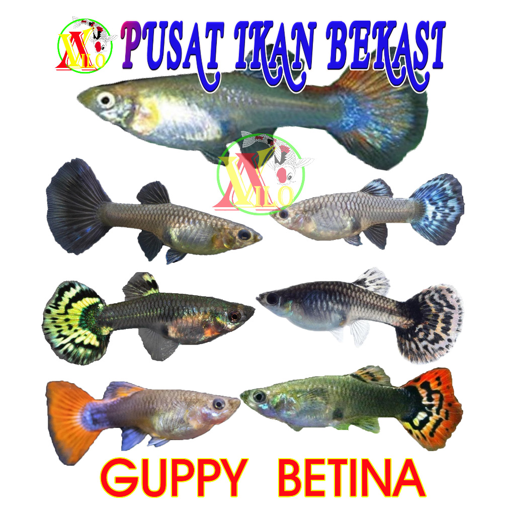 Jual ojek ikan guppy gupi betina female cewean induk jenis rendom ...