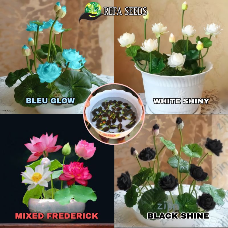 Jual Refa Butir Benih Bibit Bunga Lotus Mini Mix Warna Mudah Tumbuh Bunga Teratai