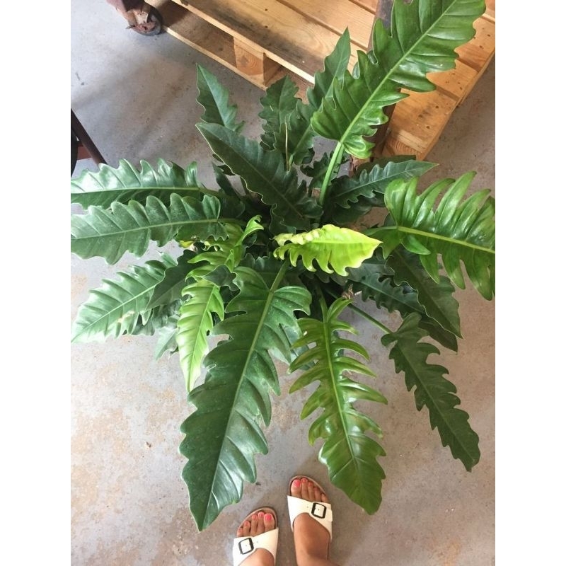 TANAMAN HIAS PHILODENDRON GERGAJI - TANAMAN HIAS INDOOR PHILODENDRON