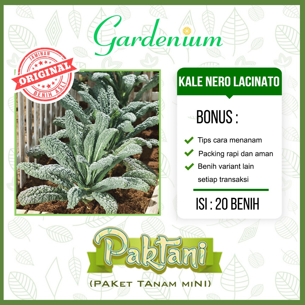20 Benih Kale Nero Lacinato Tanaman Sayur Unggul Paktani