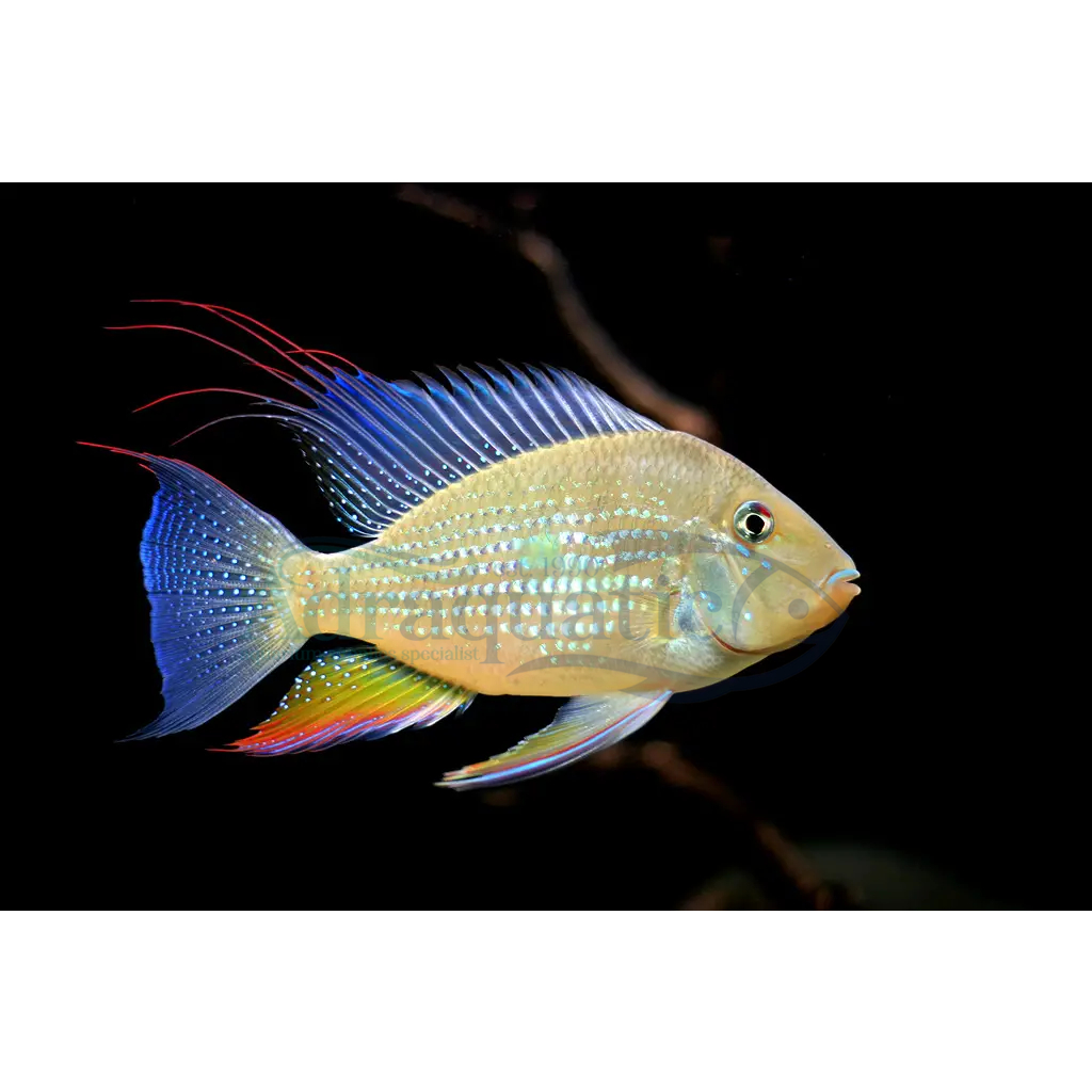 Jual (INSTANT BANDUNG) IKAN HIAS GEOPHAGUS HECKELLII THREADFIN ACARA ...