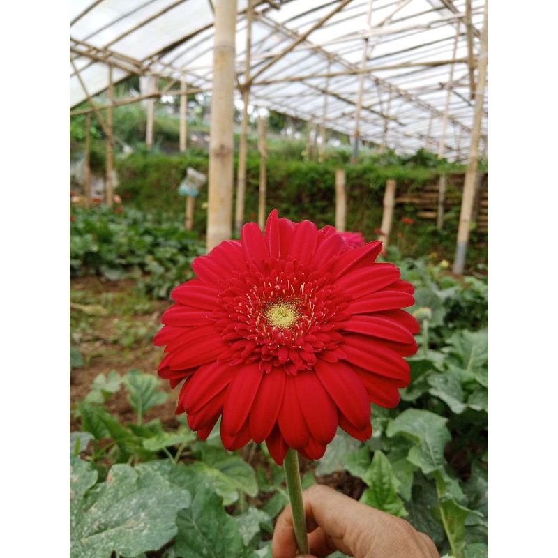 Jual Bibit Bunga Garbera | Shopee Indonesia