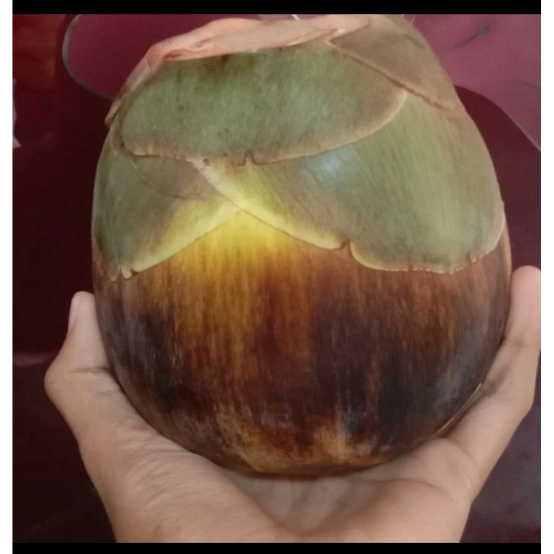 Jual Buah siwalan / buah ental / buah lontar | Shopee Indonesia