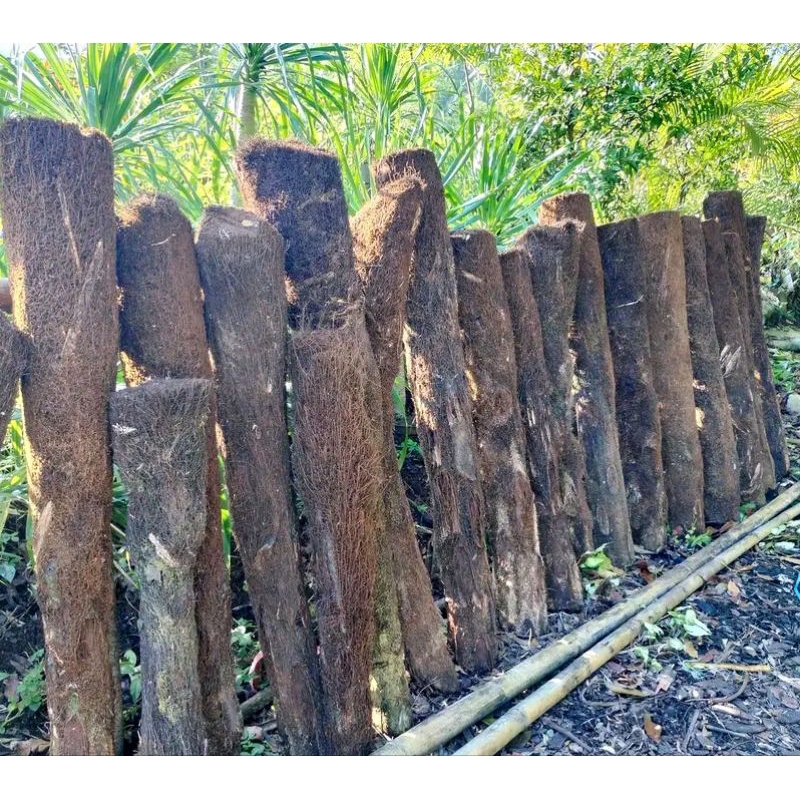 Jual Batang Pohon Pakis 100CM Media Tanam Anggrek TERMURAH!!! | Shopee ...