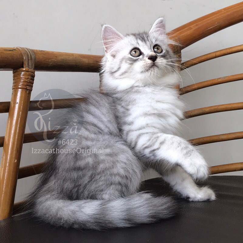 Jual makanan kucing Mainecoon SILVER Langka SUPERRR.....!!! | Shopee ...