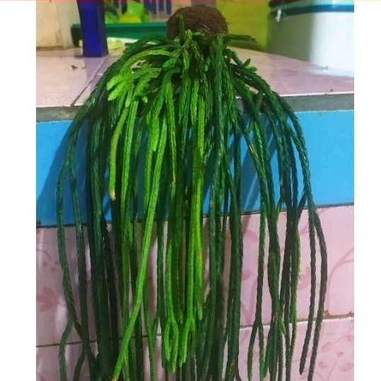 Jual ( (TERMURAH) bibit Rumpai lycopodium EKOR KUDA tanaman hias rumpai ...