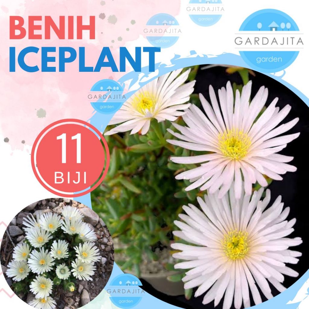 Jual Benih ICE PLANT WHITE [isi-11] - Biji Bunga Linvingstone | Shopee ...