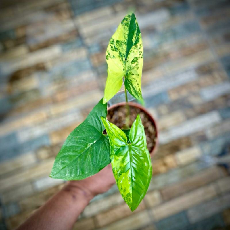 Jual syngonium kuning variegata | Shopee Indonesia