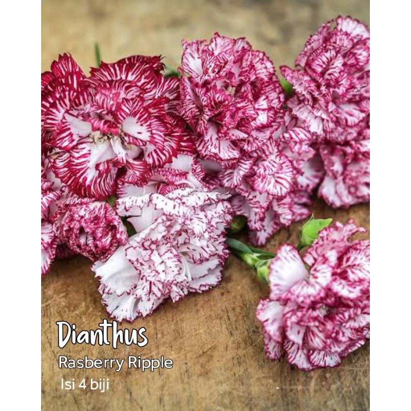 Jual Dianthus raspberry ripple benih heirloom isi 4 biji | Shopee Indonesia