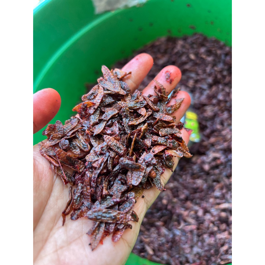 Jual MAGGOT ELIT RED & BLUE (UNTUK WARNA MERAH DAN BITU BY BOS BOS QU ...