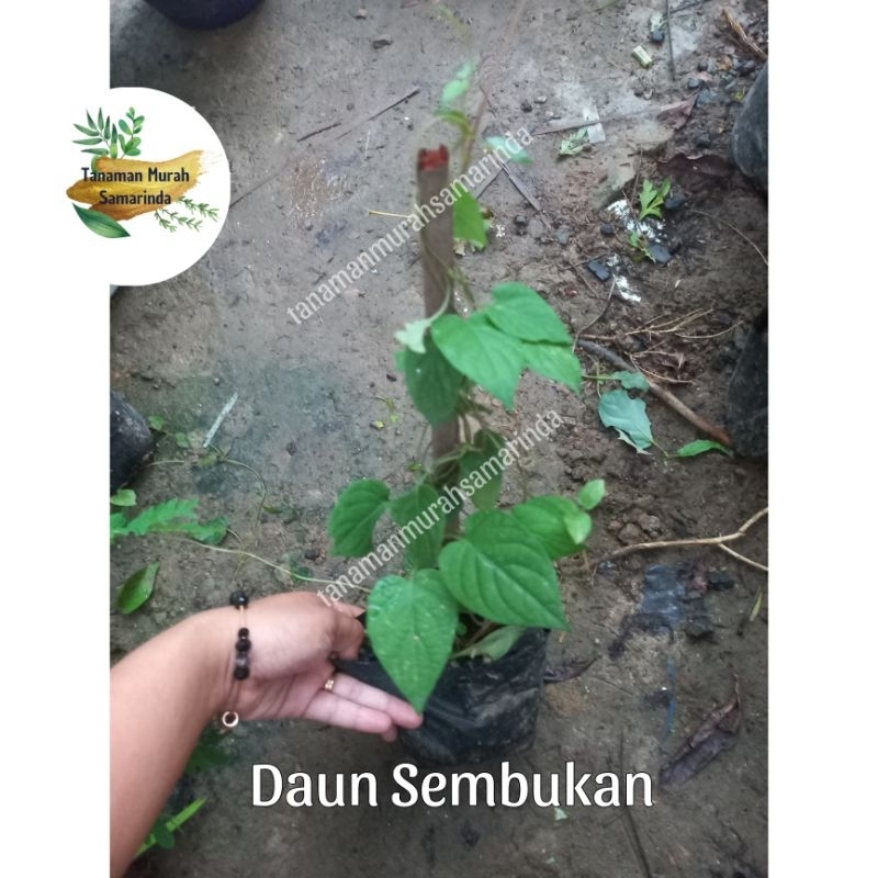 Jual Tms~ Daun Sembukan Daun Kentut Herbal Shopee Indonesia 6020