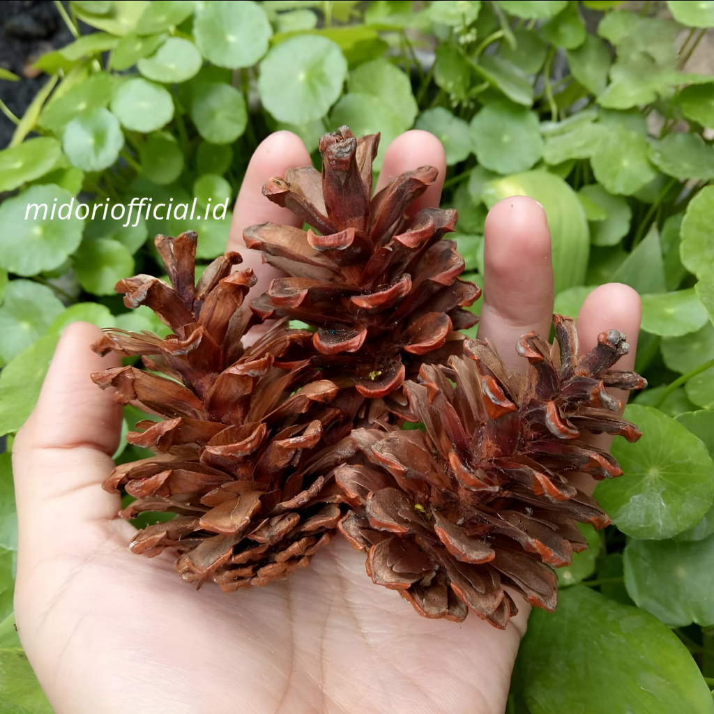 Jual Bunga pinus,bunga pinus kering,hiasan bunga | Shopee Indonesia