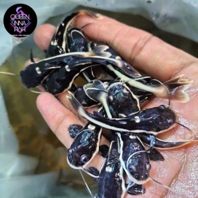 Jual Paket Ikan Predator RTC Baby ( isi 3 ekor ) | Shopee Indonesia