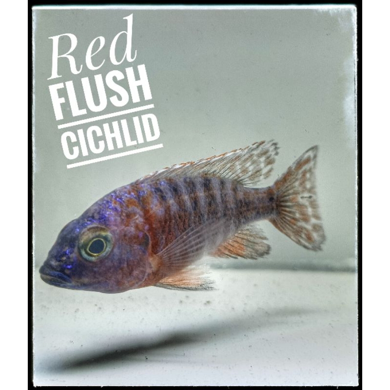Jual Red Flush Cichlid | Shopee Indonesia