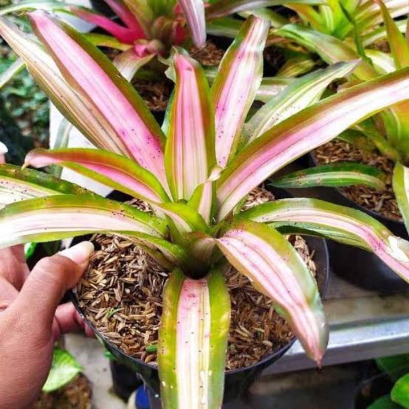 Jual Tanaman Hias Bromelia Tricolor / Bromelia 3 Warna | Shopee Indonesia