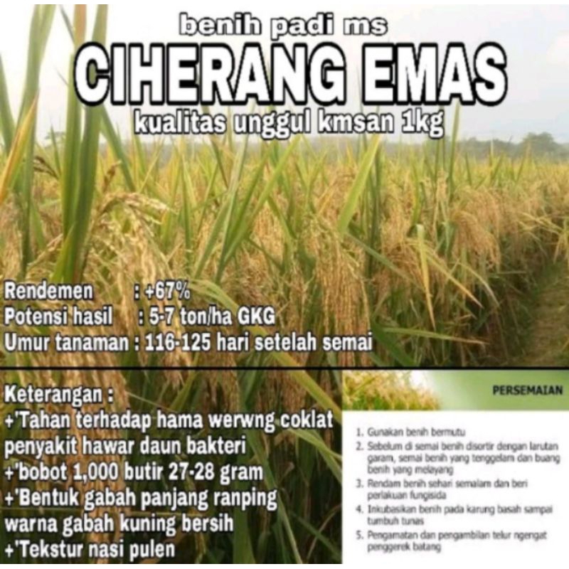 Jual Benih Padi Ms Ciherang Emas Kualitas Unggul Kmsan 1 Kg Shopee