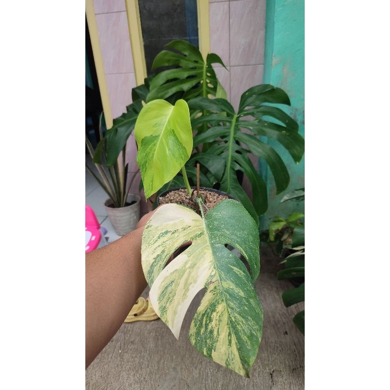 Jual Co Link 100-150 (1kg) | Shopee Indonesia