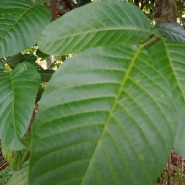 Jual Garansi Harga Daun kecapi 75 lembar hanya 14 rupiah | Shopee Indonesia