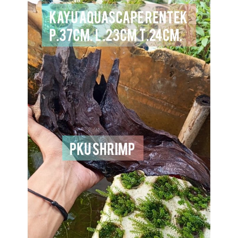 Jual KAYU RENTEK AQUASCAPE JUMBO SIZE XL (bentuk random) | Shopee Indonesia