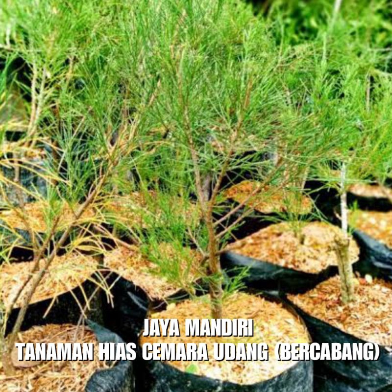 Jual TANAMAN HIAS CEMARA UDANG (BERCABANG) | Shopee Indonesia