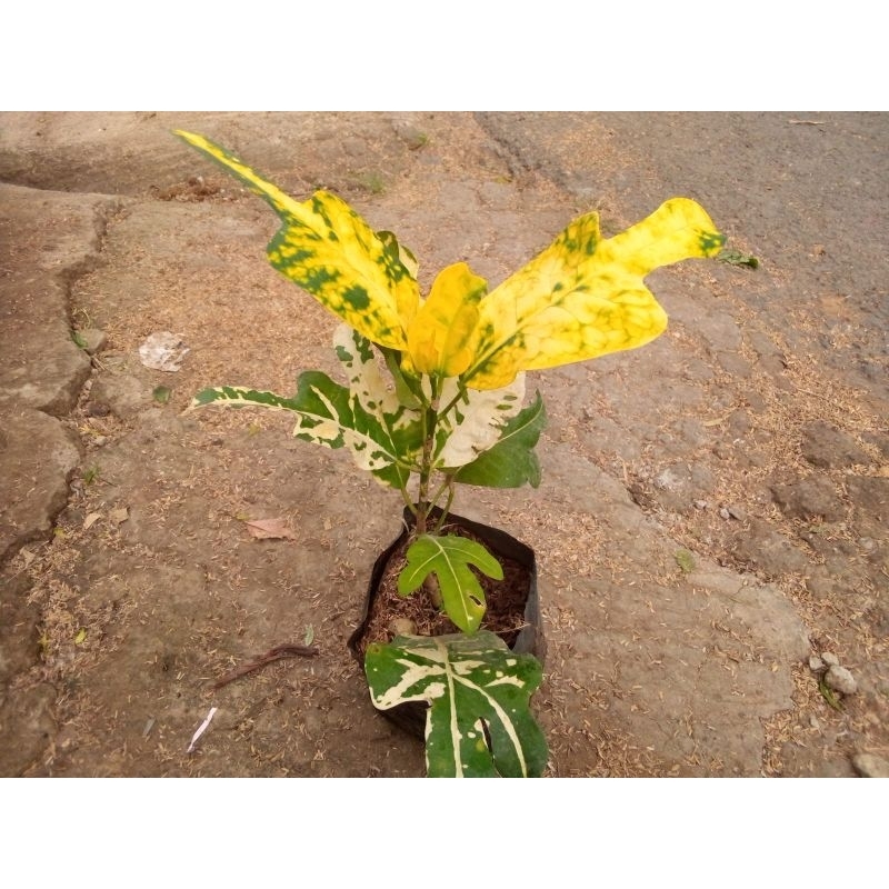 Jual tanaman puring kuning | Shopee Indonesia