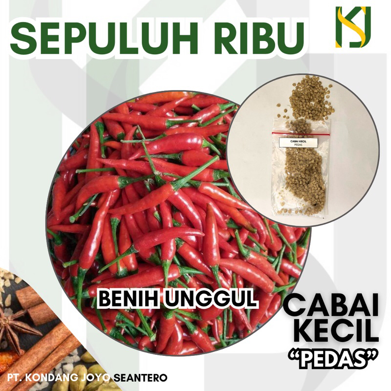 Jual BENIH CABAI KECIL SEPULUH RIBUAN KUALITAS UNGGUL | Shopee Indonesia