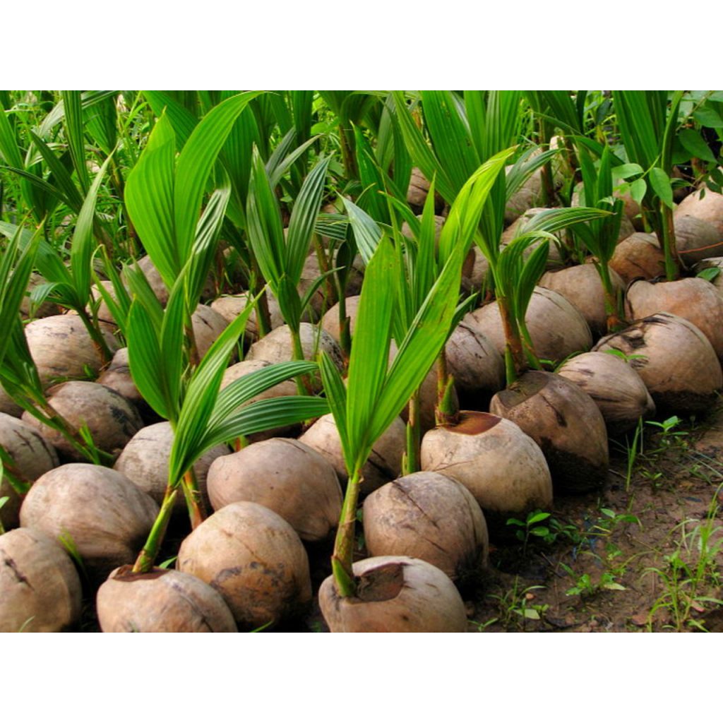 Jual Bibit kelapa genjah cupat merah | Shopee Indonesia