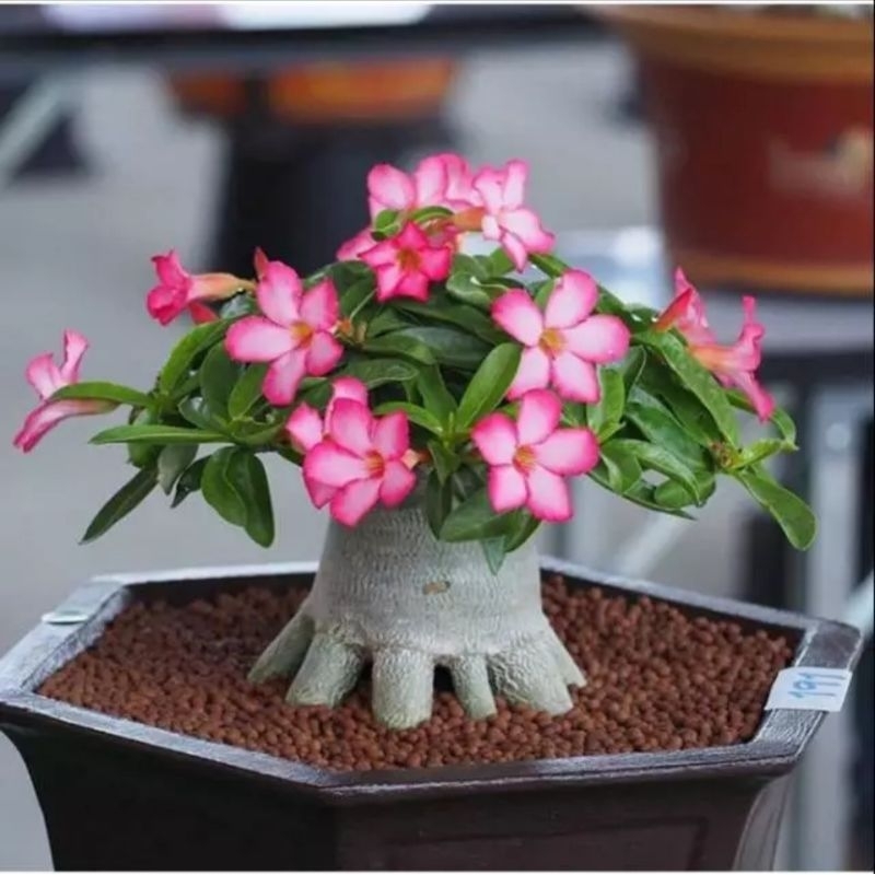 Jual Tanaman Hias Bonsai Adenium Pink/Bibit Bonsai Kamboja Mini | Shopee Indonesia