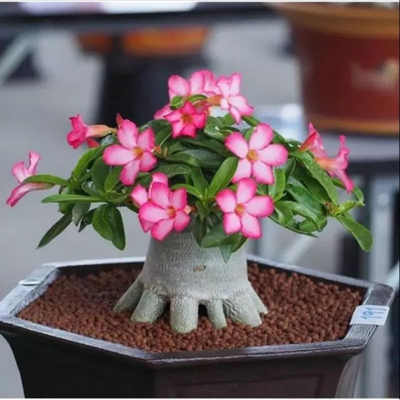 Jual Tanaman Hias Bonsai Adenium Pink/Bibit Bonsai Kamboja Mini | Shopee  Indonesia