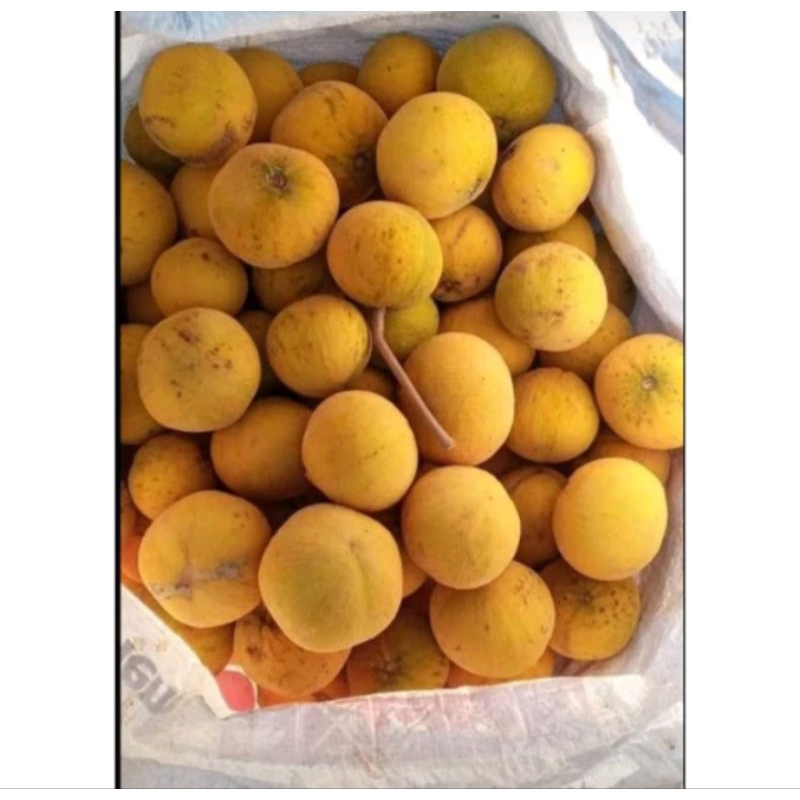 Jual BUAH KECAPI DAUN MANIS SEGAR BUAH LANGKA 1KG fresh langsung petik ...