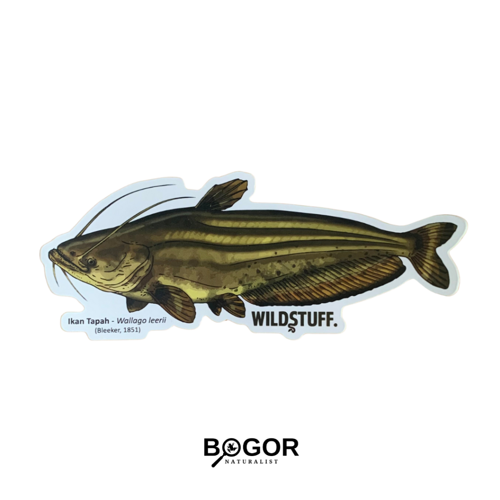 Jual Sticker Wildstuff Ikan Tapah | Shopee Indonesia