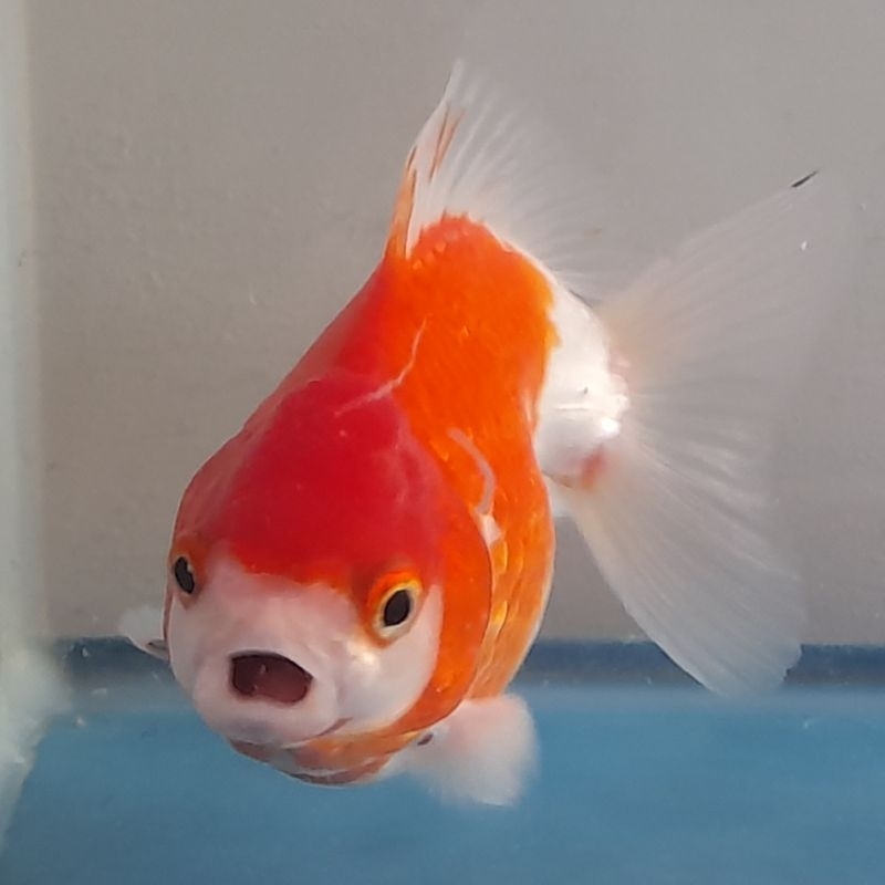 Jual Ikan Mas Koki Oranda Rw Body Bongsor Shopee Indonesia